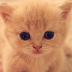 Meet your Posher, Addison